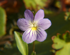 Viola bicolor