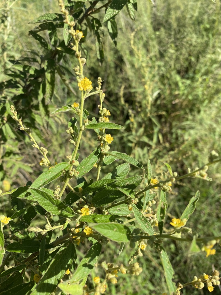 Spiked Sida