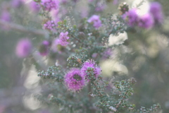 Kunzea recurva