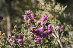 Kunzea recurva