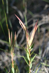 Leucopogon australis