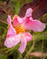 Kielmeyera rubriflora