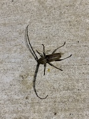 Gnaphalodes trachyderoides