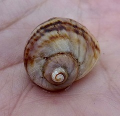 Nucella emarginata