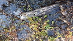 Leptinella squalida squalida