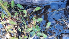 Leptinella squalida squalida