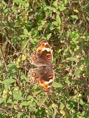 Junonia orithya
