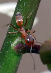 Dorymyrmex flavus