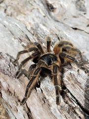 Phrixotrichus vulpinus