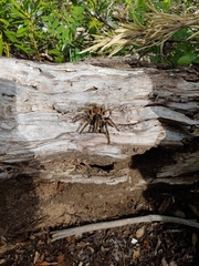 Phrixotrichus vulpinus