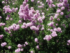 Kunzea parvifolia