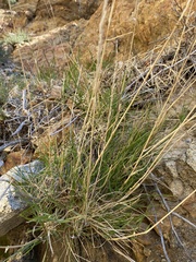 Muhlenbergia californica