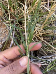 Muhlenbergia californica