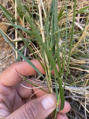 Muhlenbergia californica