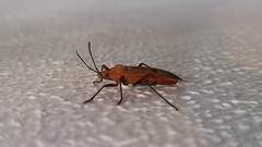 Dysdercus fuscomaculatus