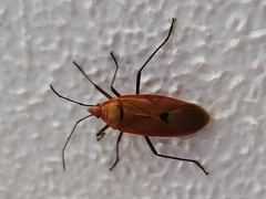 Dysdercus fuscomaculatus