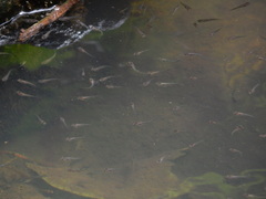 Poecilia reticulata