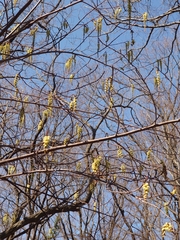 Stachyurus praecox