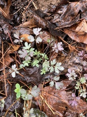 Phacelia ranunculacea