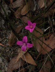 Boronia spathulata