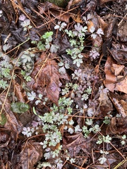 Phacelia ranunculacea