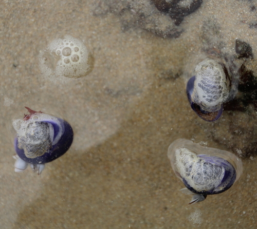 photo of Violet Sea Snail (Janthina janthina)