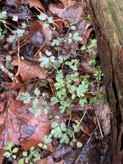 Phacelia ranunculacea