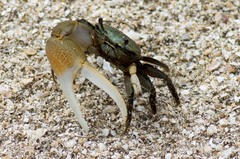 Minuca longisignalis