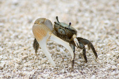 Minuca longisignalis