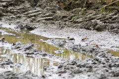 Minuca longisignalis