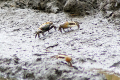 Minuca longisignalis