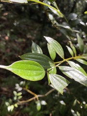 Cinnamomum subavenium