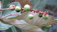 Byrsonima verbascifolia