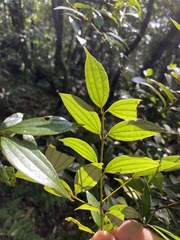 Cinnamomum subavenium