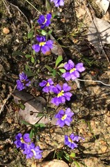 Scaevola calliptera