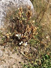 Gentianella corymbifera