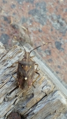 Omyta delineata