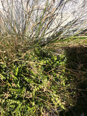 Anisotome aromatica