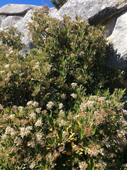 Anisotome aromatica