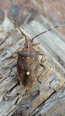 Omyta delineata