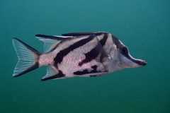 Richardson's Boarfish photo 5