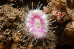 Balanophyllia