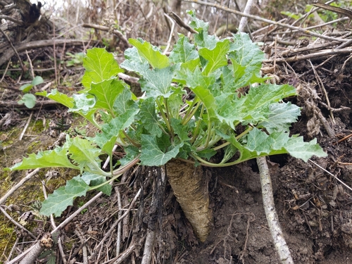 California goosefoot (Chenopodium californicum)