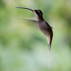 Phaethornis anthophilus