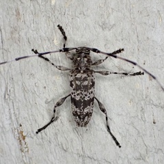 Acanthocinus obsoletus