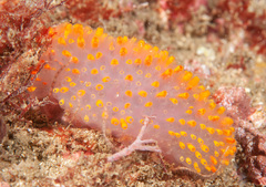 Polycitor giganteus