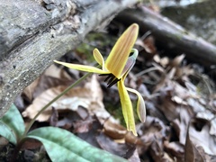 Erythronium umbilicatum