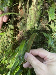 Lepisorus thunbergianus