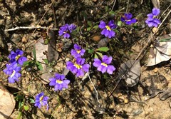 Scaevola calliptera