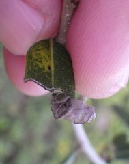 Homoeolabus analis